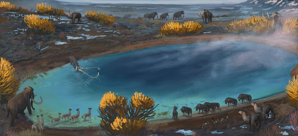 Result from the Mammoth Site #paleostream! This has been our first mammoth steppe formation stream, dwelling into some the classic giants of the Pleistocene. This site in South Dakota offered a unique opportunity is that is has so much stuff preserved in situ that we can...
