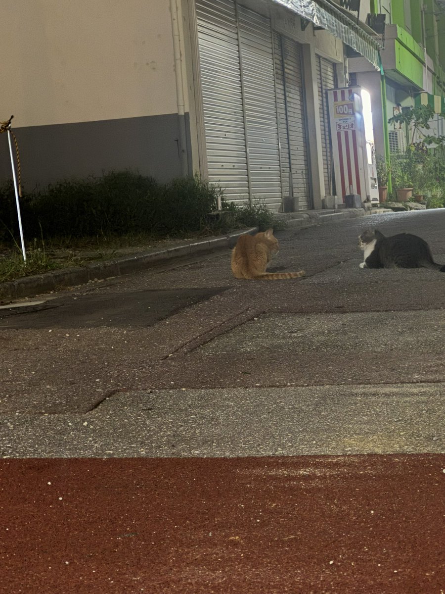 いにゃば tweet media