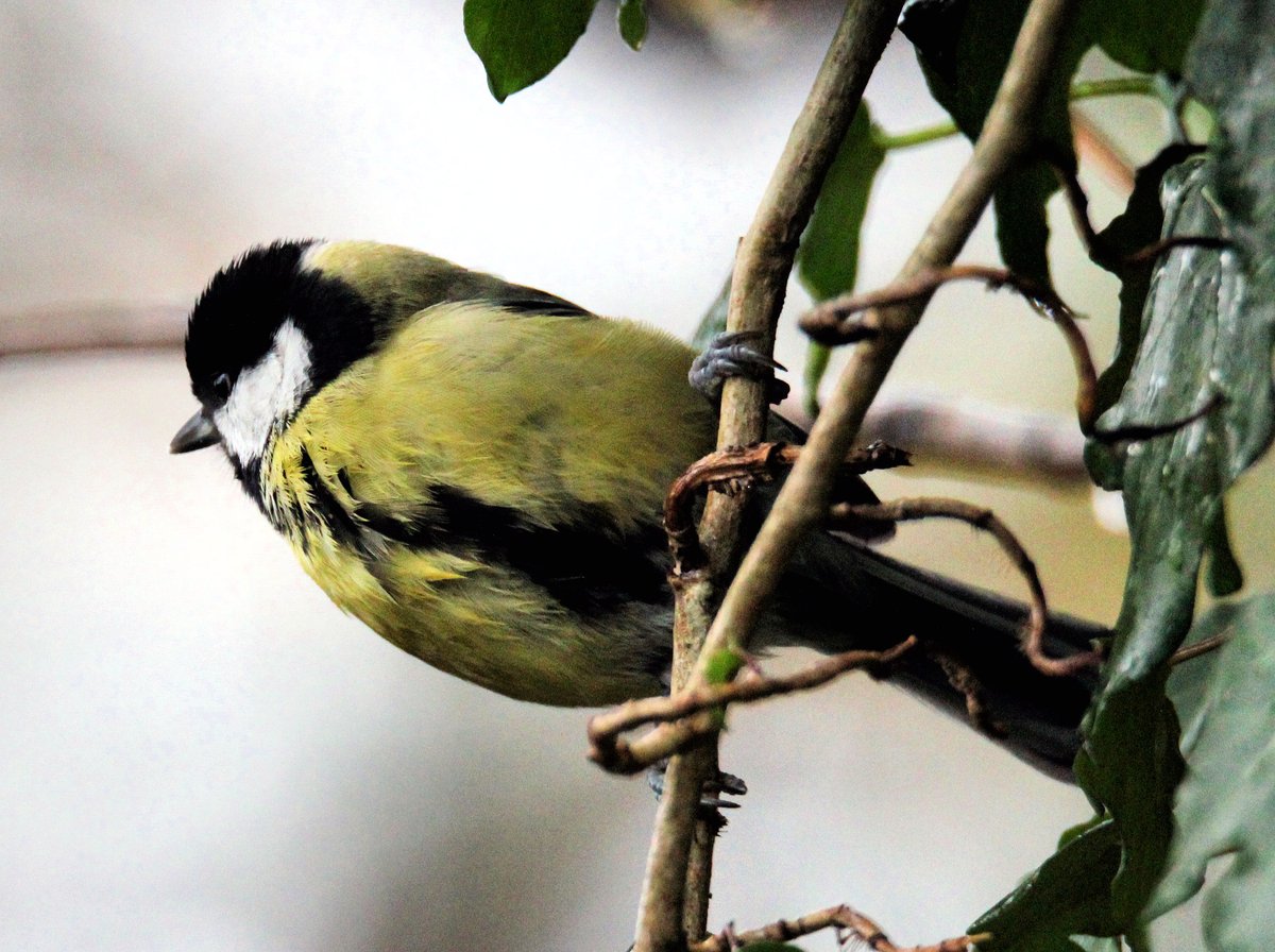 #grebe #bluetit #graettit #birds #wildlife