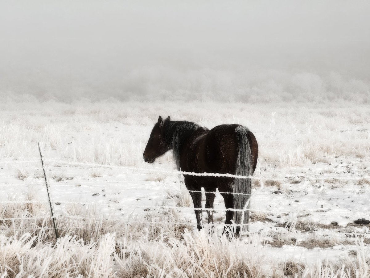 AdamasNemesis's tweet photo. My mother (born and raised in Alaska) always told me horror stories about the ice fog...but having seen it myself, there are few winter atmospheres so beautiful. Captured one cold November morning in Utah, "Horse of the Pogonip".

#art #photography #horse #winter #snow #icefog #fog #cold #Utah #AmericanWest