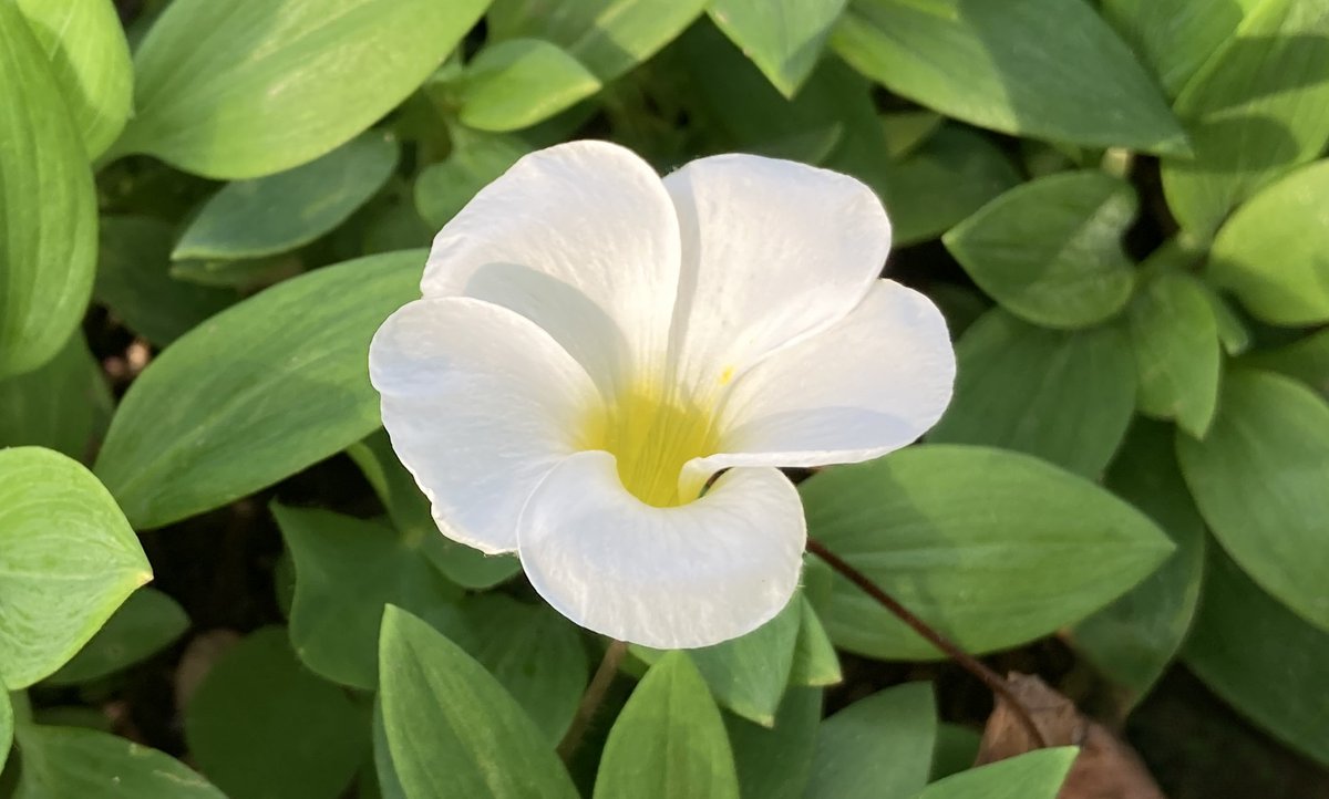 ⚡真夜中の必殺早業仕事人帰宅🌷

12月8日（月）の記念日

御事納め
針供養
わんにゃんリボンデー
太平洋戦争開戦日
日刊新聞創刊日
ジュニアシェフの日
有機農業の日
アルバムセラピーの日
成道会
Cyber Monday
信州地酒で乾杯の日
歯ブラシ交換デー
ホールケーキの日
スッキリ美腸の日
果物の日