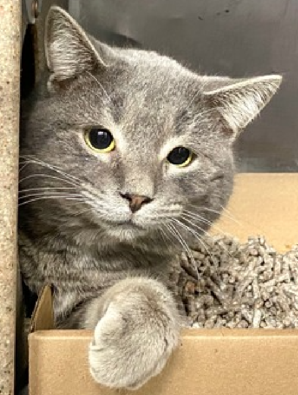 JLthekid9999's tweet photo. ππ REMY (ID 239736), 1 YO, MALE β IN MANHATTAN ACC - came into the shelter as an aco - owner surrender on 10/20/2025, with the surrender reason stated as person health - medical. ππ πΏ πΏ πΏ πΏ
β‘οΈTBD 12/9/25
β‘οΈ JUST A BABY β STARTING LIFE
β‘οΈ TOO LOW ON PLEDGES TO STIMULATE RESCUE INTEREST
β‘οΈ ππ 3RD Chance on Emergency Placement List β NO ROOM IN SHELTER β WILL NOT BE GIVEN MUCH MORE TIME β VERY HIGH EU/SILENT KILL RISKβ ππ π±π₯π₯π±
β‘οΈ 49 DAYS IN SHELTER β TOO LONG β TIME IS RUNNING OUT
β‘οΈ REMY IS ON THE EPL FOR BEHAVIORAL REASONS -He is not thriving in the care center and continues to display distance-increasing behavior when approached for interactions. He has not warmed up despite staff using treats to build a positive association. This designation often means that the cat will be given very little time for rescue/foster/adoption. π₯π₯π₯π₯
A volunteer writes: Remy is an absolutely beautiful silver-gray young man with intelligent green eyes who watches what I do closely. His expression show interest, even curiosity, and a bit of apprehension. Apparently, Remy hasn't had much experience of humans and is still learning, so is understandably cautious. However, he seems to have a pretty quiet disposition and is open to learning what we bipeds are all about. Remy does enjoy special treats and they seem to help teach him that humans can be generous. Remy tolerates attention and petting but appears fearful or stressed in the shelter. He may be a little more independent, and may need time to warm up to his new home. β€οΈ π»β€οΈ π»β€οΈ π»
NEEDS OUT OF SHELTER ASAP β
Please RT or pledge, if you can, to save this little one.
@AdamsPaulGrimke
ππΏπThank you