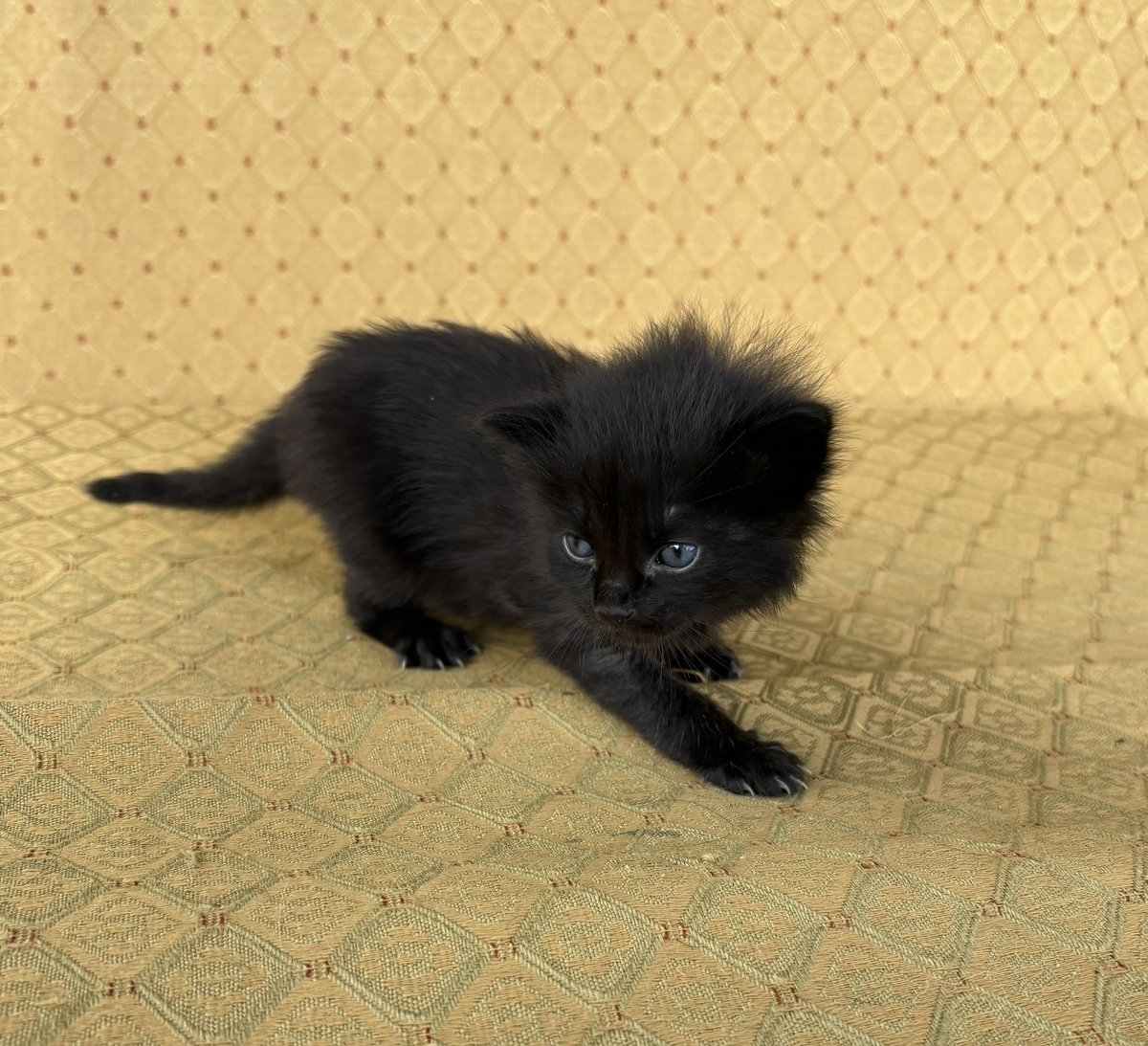 A veces uno tiene unos planes, pero la vida tiene otros y te pone un gatico huérfano en el camino. Bienvenido, Malboro.