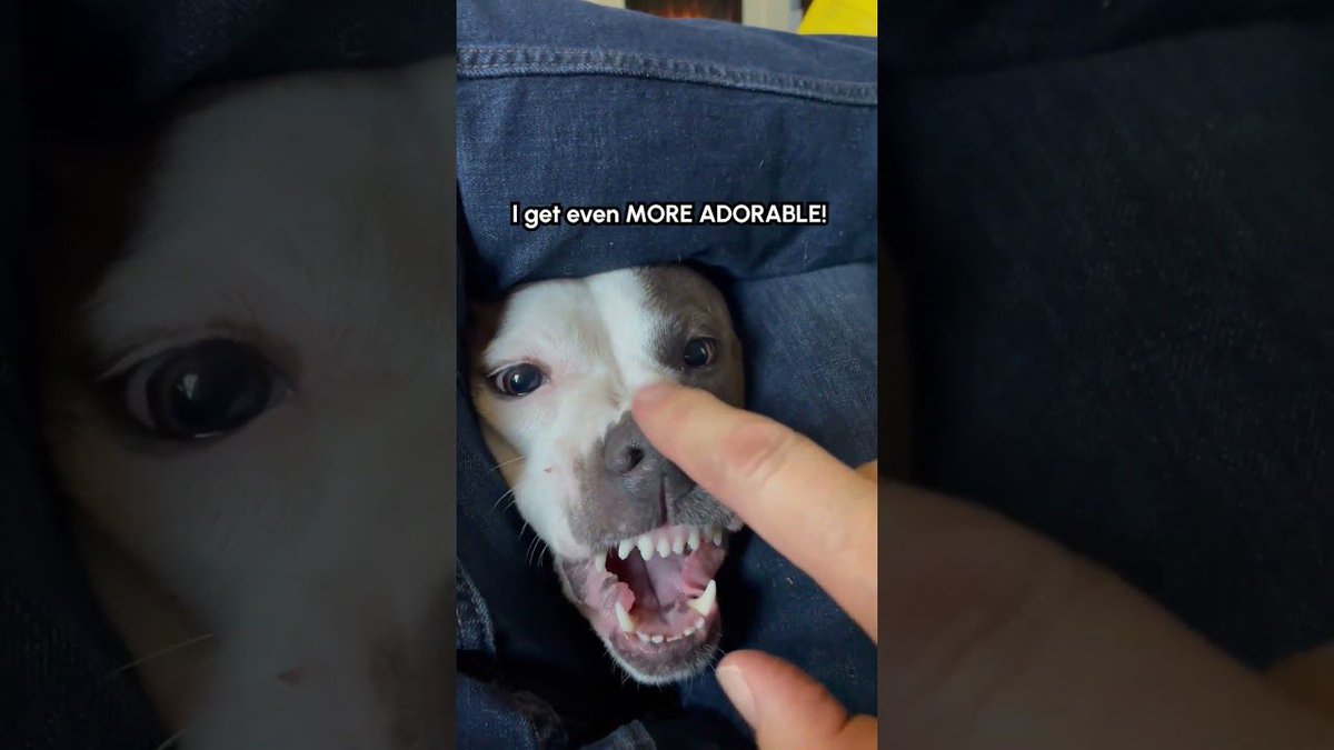 theBWV's tweet photo. 🐾 Dog Demands Nose Boop: A feisty little boop! 😁 (Via - Richard W.) Boop Dog DogLife ✨💕🐶Subscribe to The Scoop for our most entertaining pet videos, helpful pet parenting tips, and exclusive… https://t.co/x7fUlzfGvU #DogLovers #PetVideo #NoseBoop #DogMoments #PetParenting https://t.co/wpSH8xJAhL