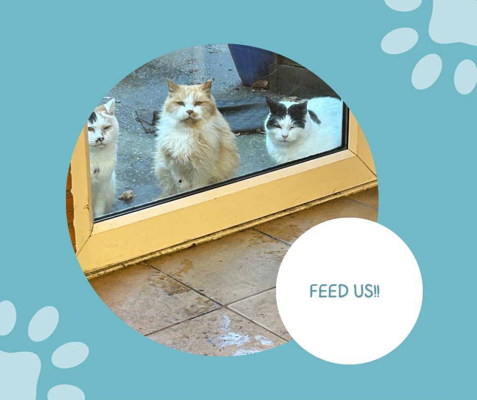 Redgate Farm Animal Sanctuary tweet media