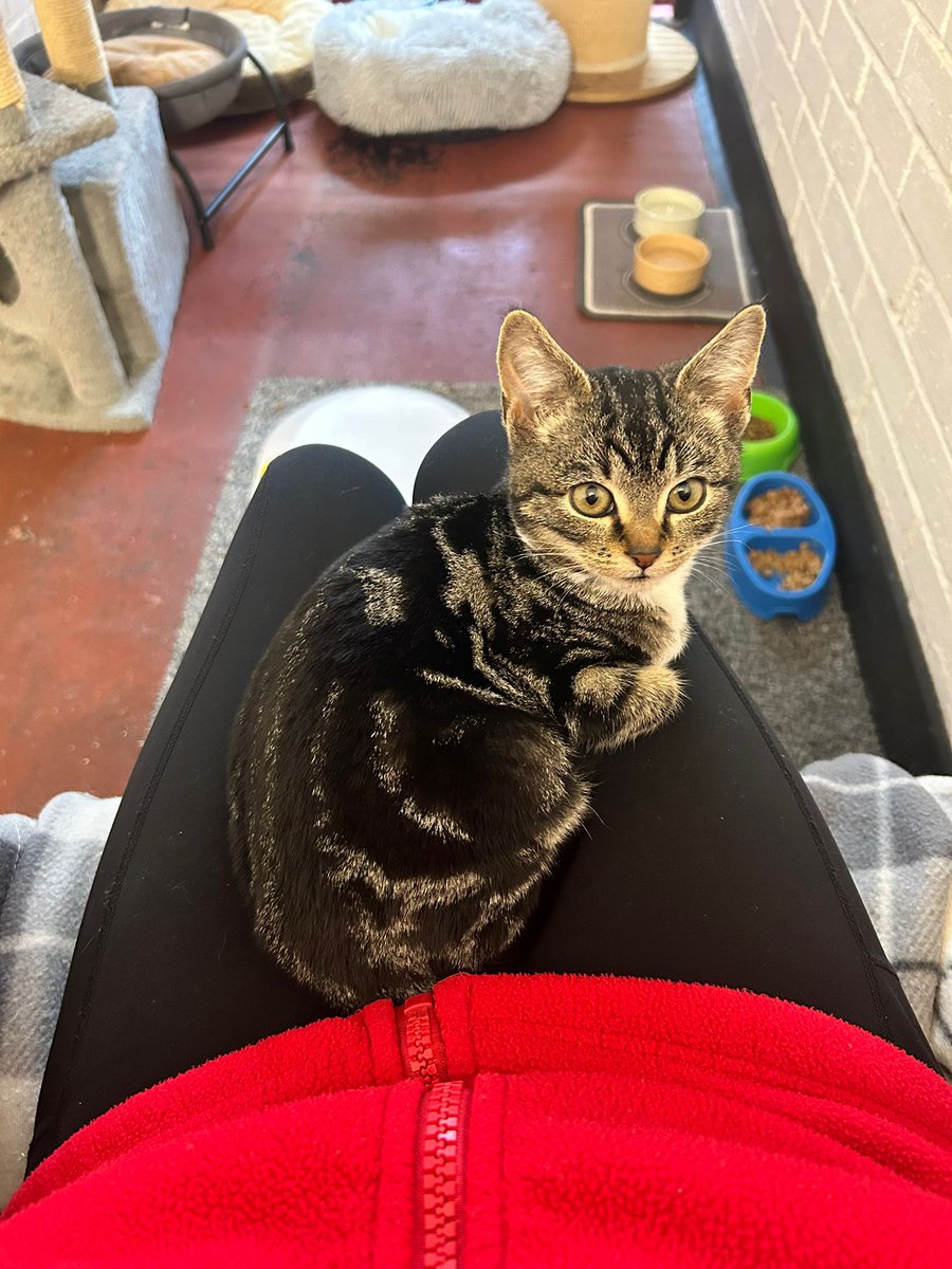 Redgate Farm Animal Sanctuary tweet media