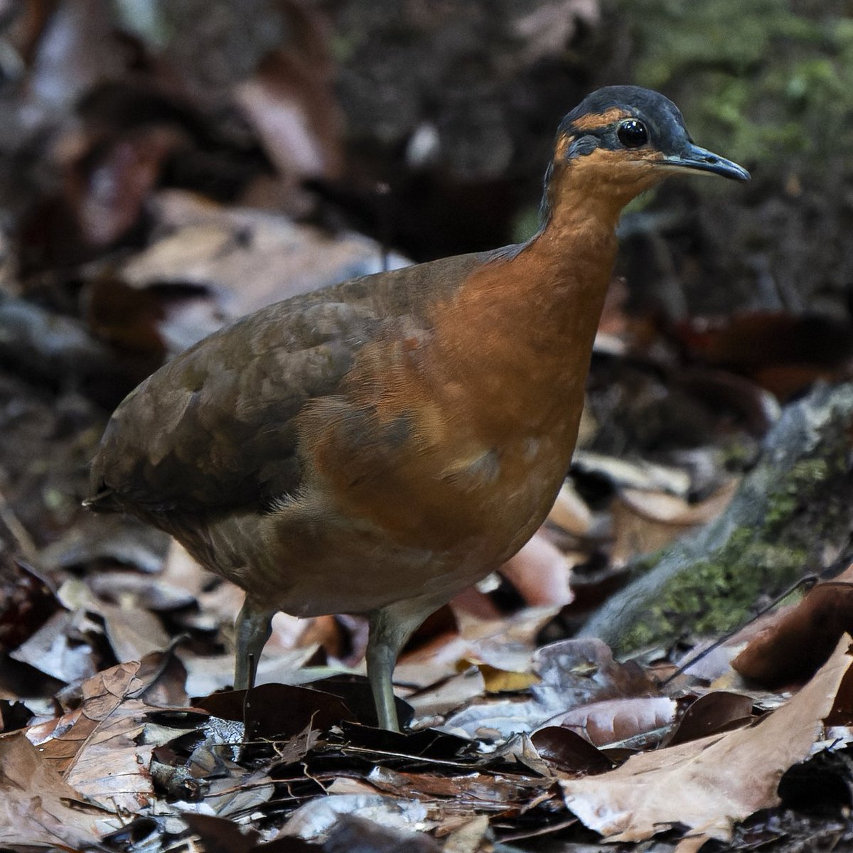 AcervoCharts's tweet image. HISTÓRICO! Cientistas brasileiros descobrem novo animal na Amazônia.

Ave chama atenção por não ter medo de humanos e lembrar o comportamento dos dodôs, extintos há 350 anos.