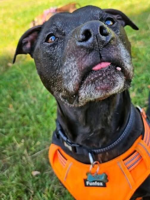 Hey folks!
Its Beautimous Bronson ere!
Don't tell the Frosties but I sent off for my DNA results. Here's what it said
50% - tennis ball fanatic
20% - handsome
10% - fun loving &amp; playful
10% - car lover
10% - adventurous
In summary 100% perfect staffy boy!
seniorstaffyclub.co.uk/adopt-a-staffy…