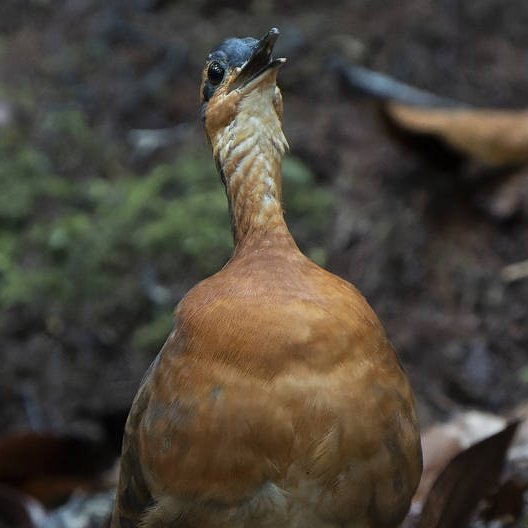 AcervoCharts's tweet image. HISTÓRICO! Cientistas brasileiros descobrem novo animal na Amazônia.

Ave chama atenção por não ter medo de humanos e lembrar o comportamento dos dodôs, extintos há 350 anos.