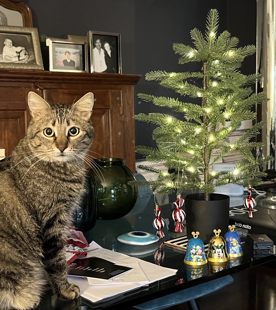 “Sarebbe questo l’albero che fate quest’anno?”