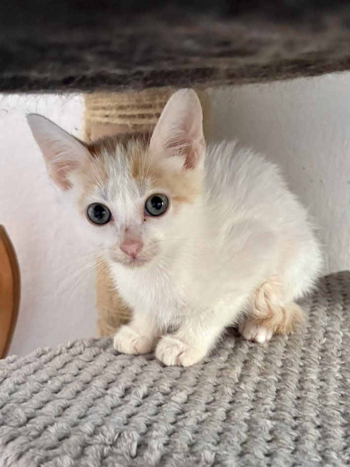 🐱🩵🩷 Estos seis bebés buscan hogares responsables y amorosos. Los rescató la señora Carmen, proteccionista del barrio san Bernardo de Bogotá. Todos son adorables! Info: 3112631516 Gracias por adoptar y difundir #AdoptaNoCompres #AdoptarSalva 🧵