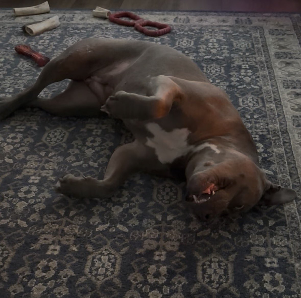 MophiaLVR's tweet photo. Sassy Stella splooting by the fire 😜😂
#SplootySpice https://t.co/TdRxGrq5TT