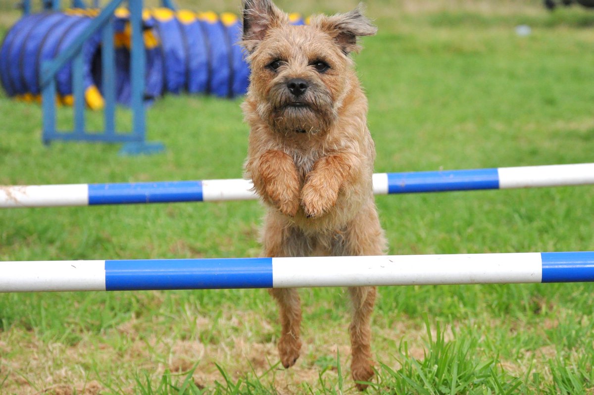 Kelso Terrier tweet media