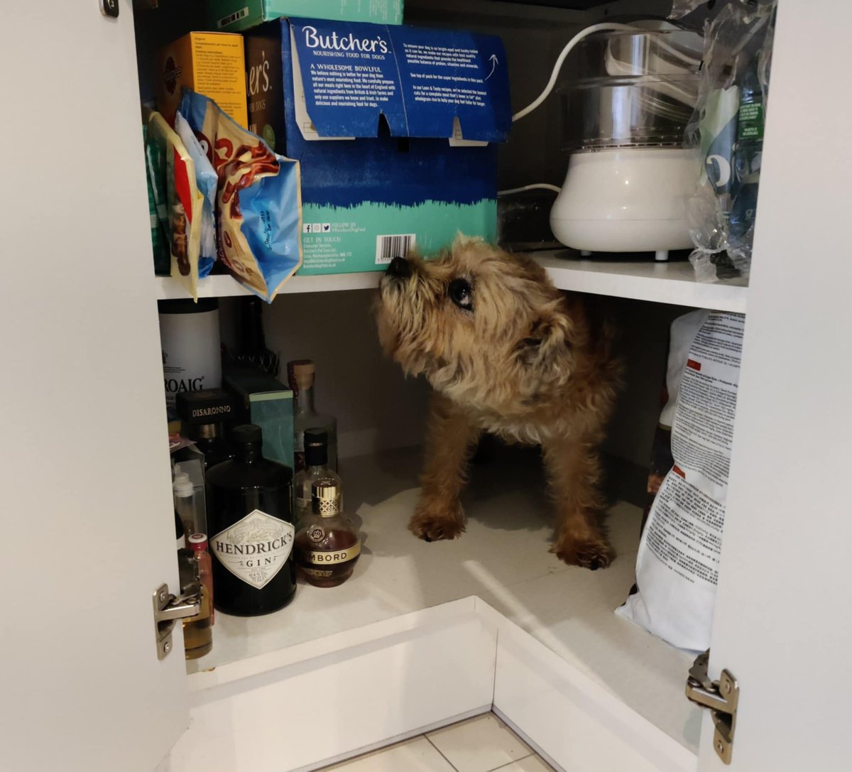 Kelso Terrier tweet media