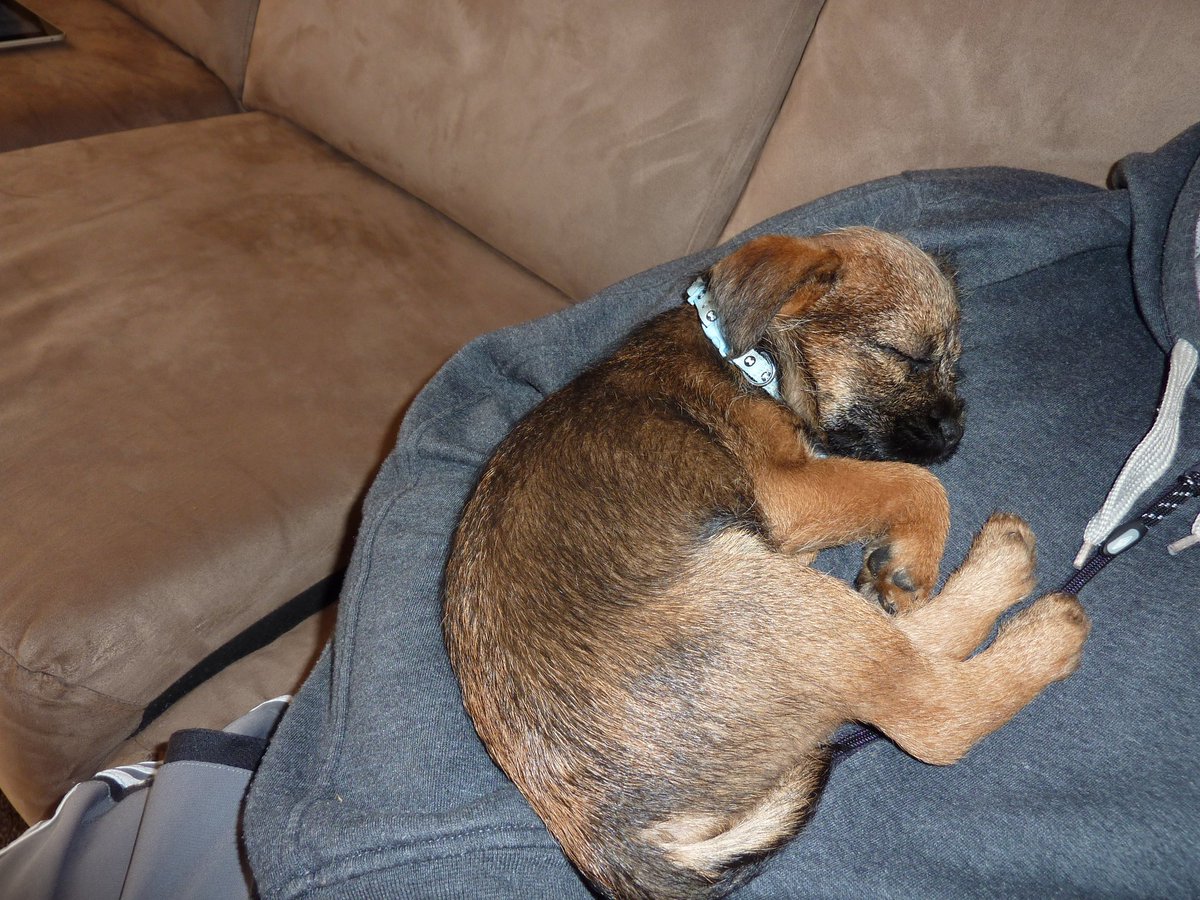Kelso Terrier tweet media