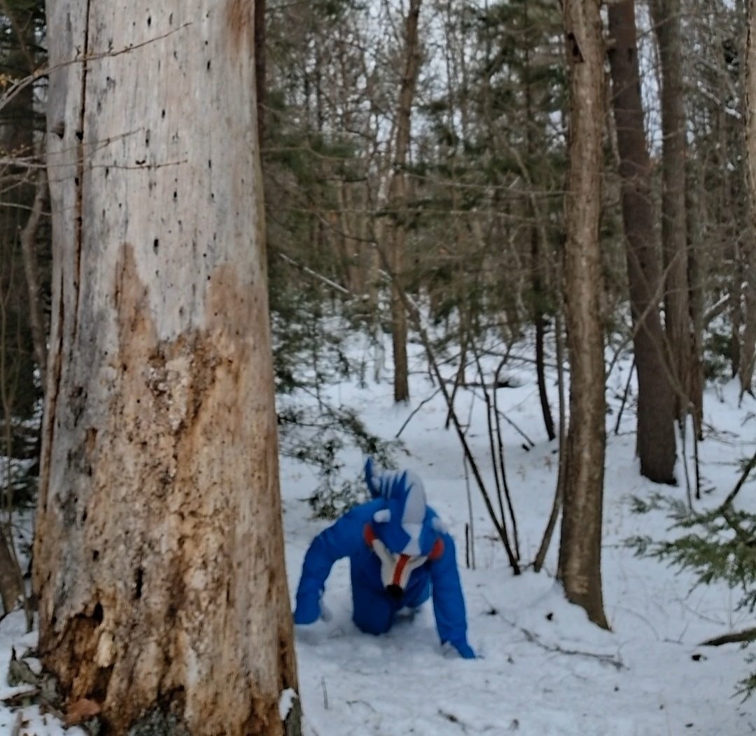 LittleRedAB's tweet image. Went for a walk in the woods today and decided to finally take some photos on my dino snowsuit. Sorry about the potato quality it's very hard to take photos by myself 😅