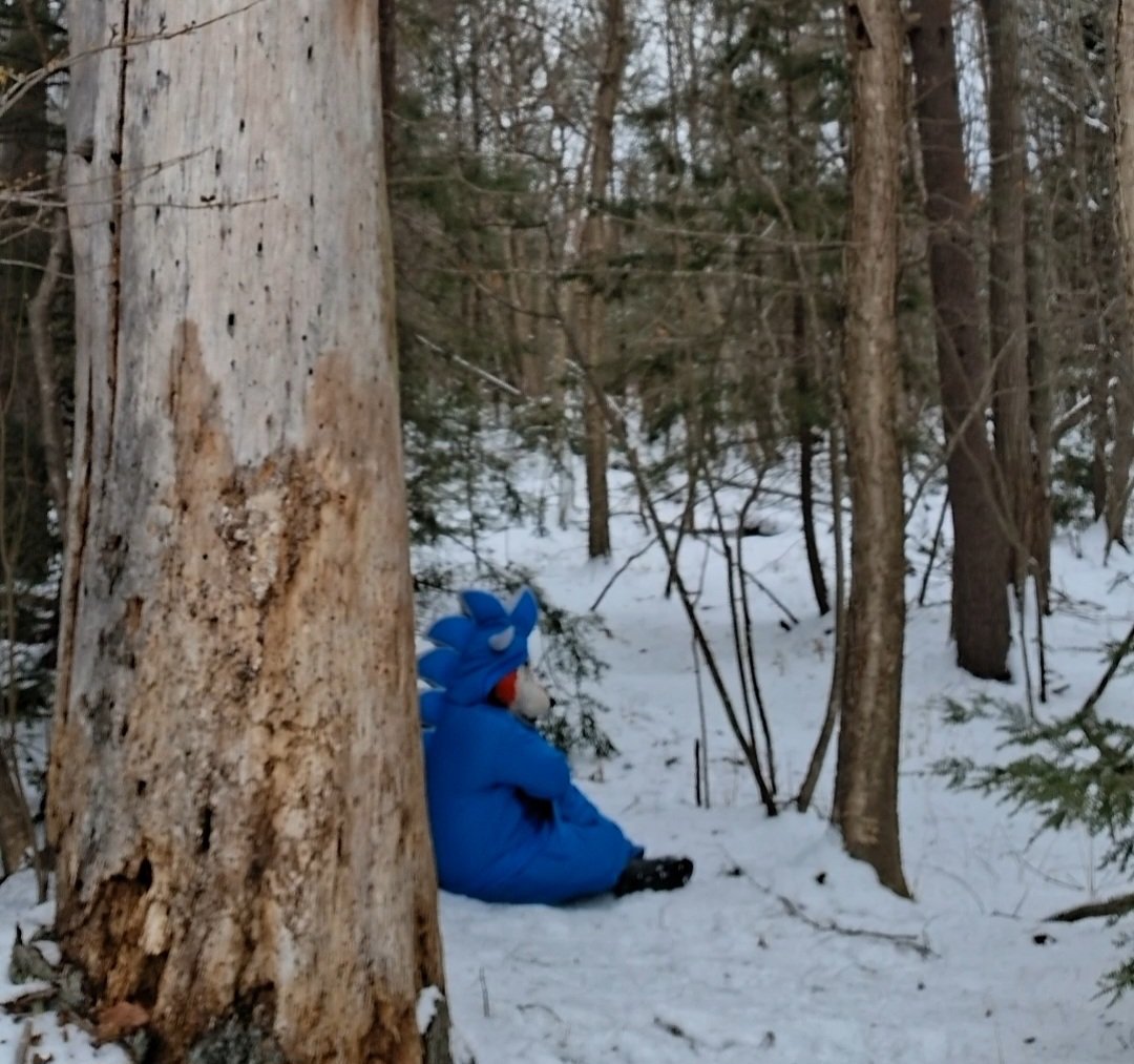 LittleRedAB's tweet image. Went for a walk in the woods today and decided to finally take some photos on my dino snowsuit. Sorry about the potato quality it's very hard to take photos by myself 😅