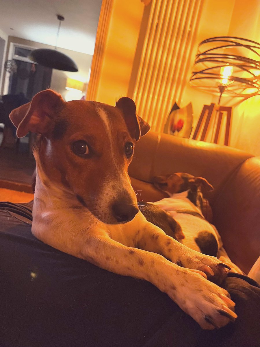 Arnbeg's tweet image. Paint me like one of your French girls 

#arnbegfarmstayscotland #jackrussell #Mavis