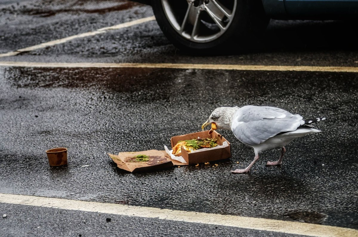 chrisbu03352910's tweet image. #PMJWeeklyChallenge
@pmj_photos 
#Remnants
Of someone's seaside snack..
📸