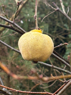 papaver's tweet photo. On the blog: this month's #treefollowing update #blog #gardeningblog #quincewatch #gardeningX #gardeningtwitter
#taplink https://t.co/F7zFj80IhF https://t.co/87T6tVU09f