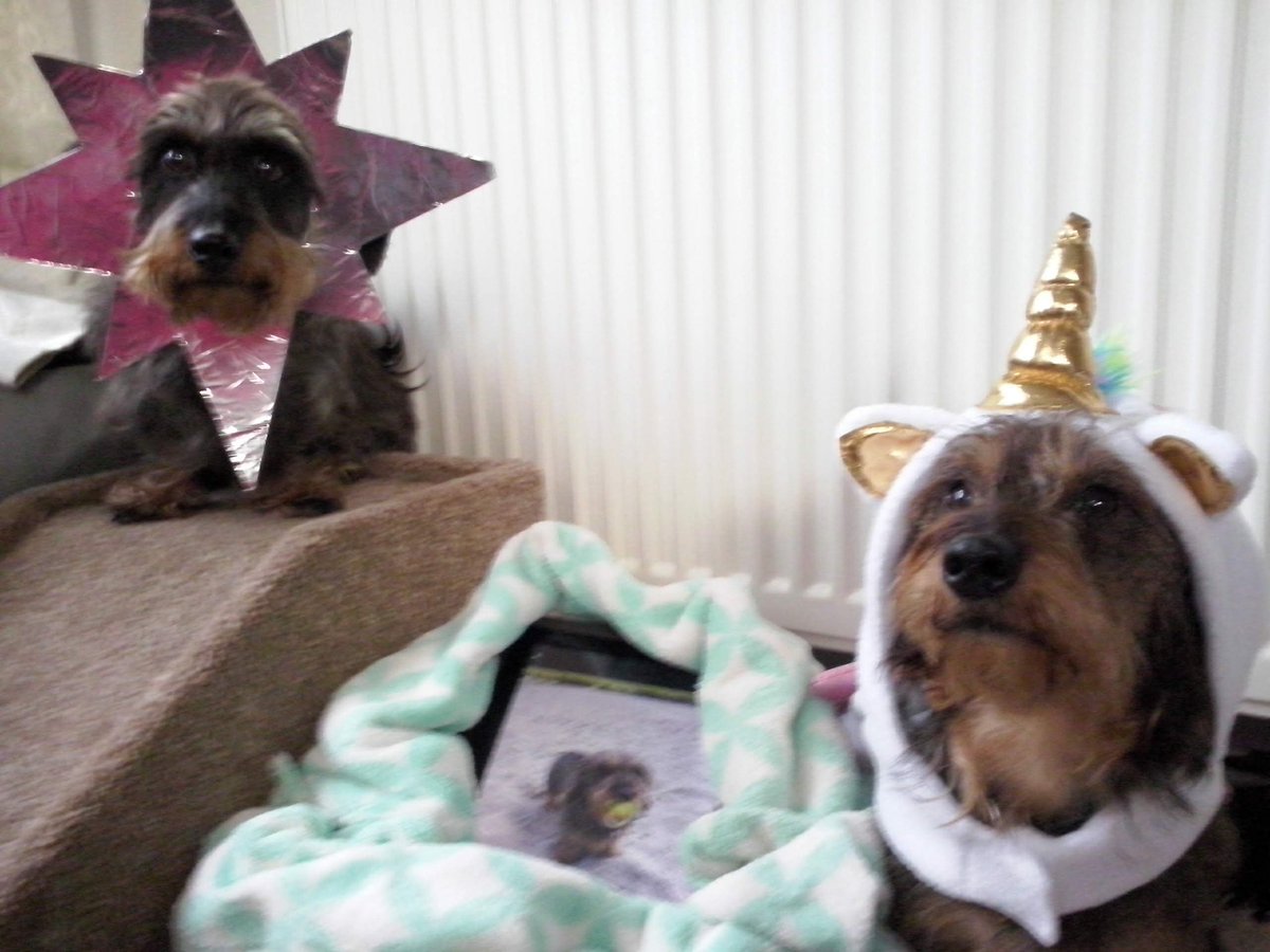 Oski💟🍰🇺🇦 〓〓 & Monty💟⚽🇺🇦〓〓 tweet media