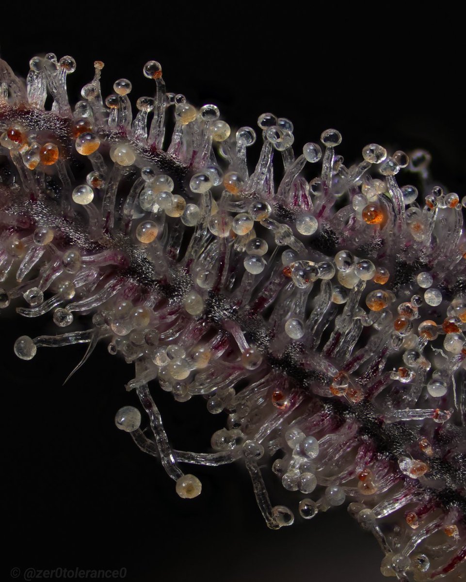 Standing room only on this one. The ambers really pop on this plant with that very dark in them.