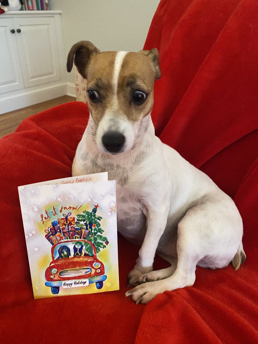 #PupMail📬💌#Christmas ⛄️#ChristmasCard #dogsofX #dogs #dogsoftwitter #zshq #BabyBea ❄️💒🎄💚🎅❤️
Another card today pals! From Wilbur &amp; Ernie <a href="/WonderWilbur/">Wilbur the Wonder & Ernie the Explorer</a>! I thought they were gonna run me right over!! 😂😂Beyond creative &amp; we love you!! 📬💌❤️