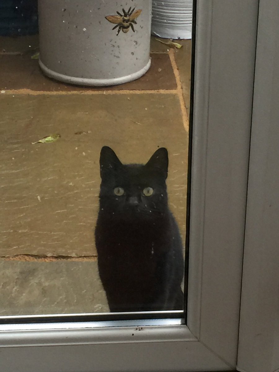 Gigglaneguy's tweet photo. @Protect_Wldlife @rickygervais We always go to @Bleakholt , an animal rescue centre in Bury. We presently have 5 rescue cats from there, they are a brilliant rescue centre, and take in every kind of animal from rabbits to donkeys. Here are our 5 little devils https://t.co/4AsEd1BeUv