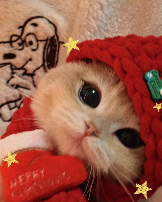 Wstaned 19:00!

DZIĘKUJĘ WAM KOTASKI ZA WSPÓLNE GADU GADU NA DC! 

Strasznie się stresowałam XDDDD Nie mogę się doczekać kolejnych, kolejnych i kolejnych wspólnych rozmów QwQ

Boże tak się przy was śmiałam, że to jest aż niemożliwe, Potas Węgiel moje gupole >///<