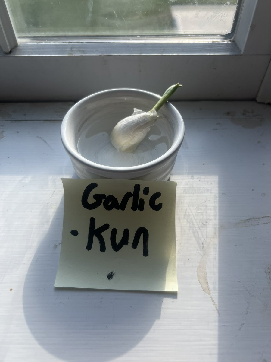 GARLIC KUN tweet media