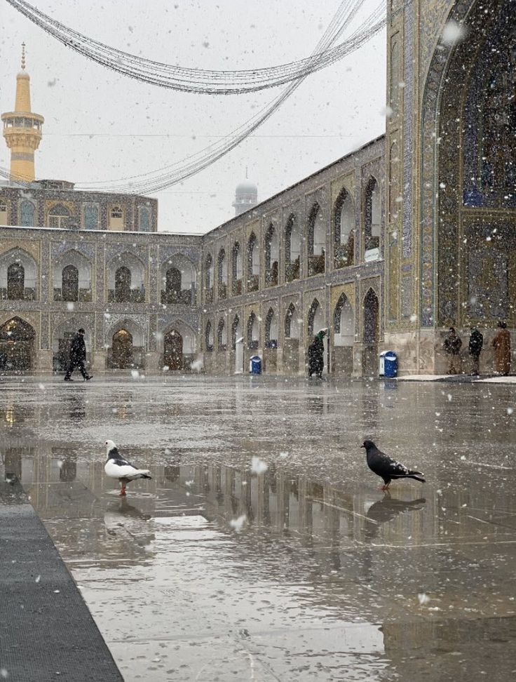 رَواحُهَا الرّيحَان tweet media