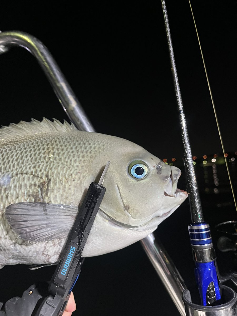 Yellowfin_Lover's tweet photo. カイヤナイト🐟 https://t.co/oqn2V9S0qQ