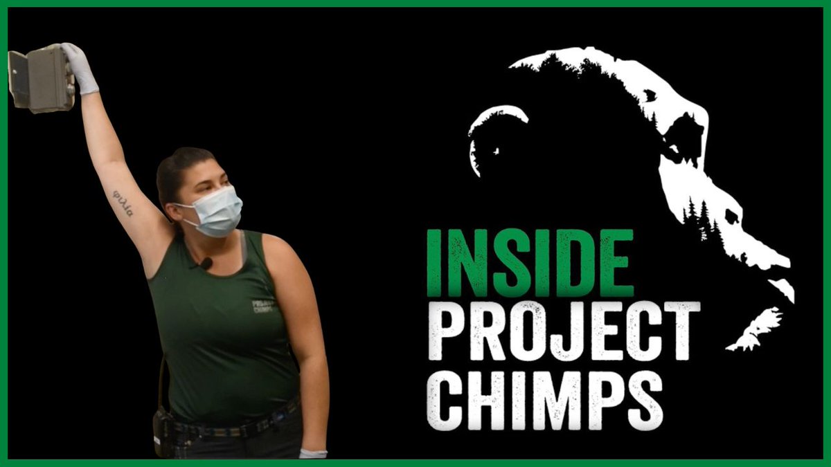 projectchimps's tweet image. In this episode of Inside Project Chimps learn what it's like to be a #chimpanzee caregiver! From morning meetings to locking up for the night Caregiver Lauren is focused on the chimps and you get to follow along! Watch here: youtu.be/CJmN7pV-VYo