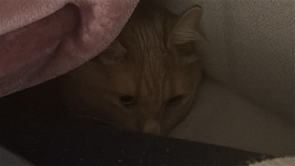 Sakkambaç oynamayı severim