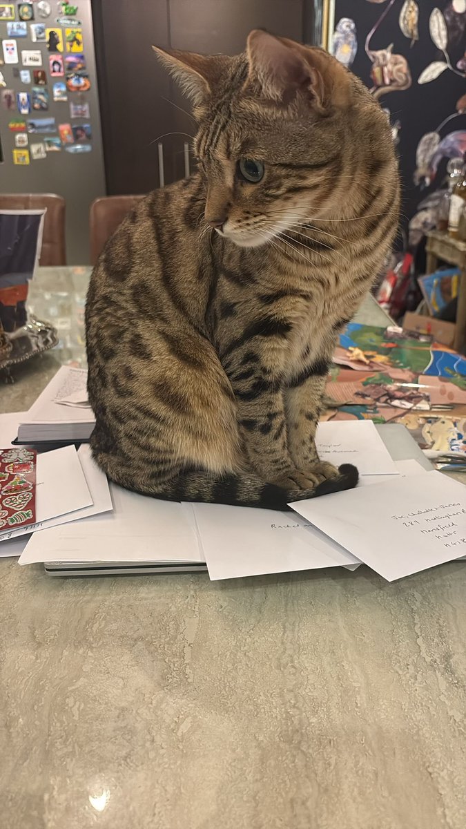 Writing Christmas cards is challenging enough without this #bengalcat #christmascards