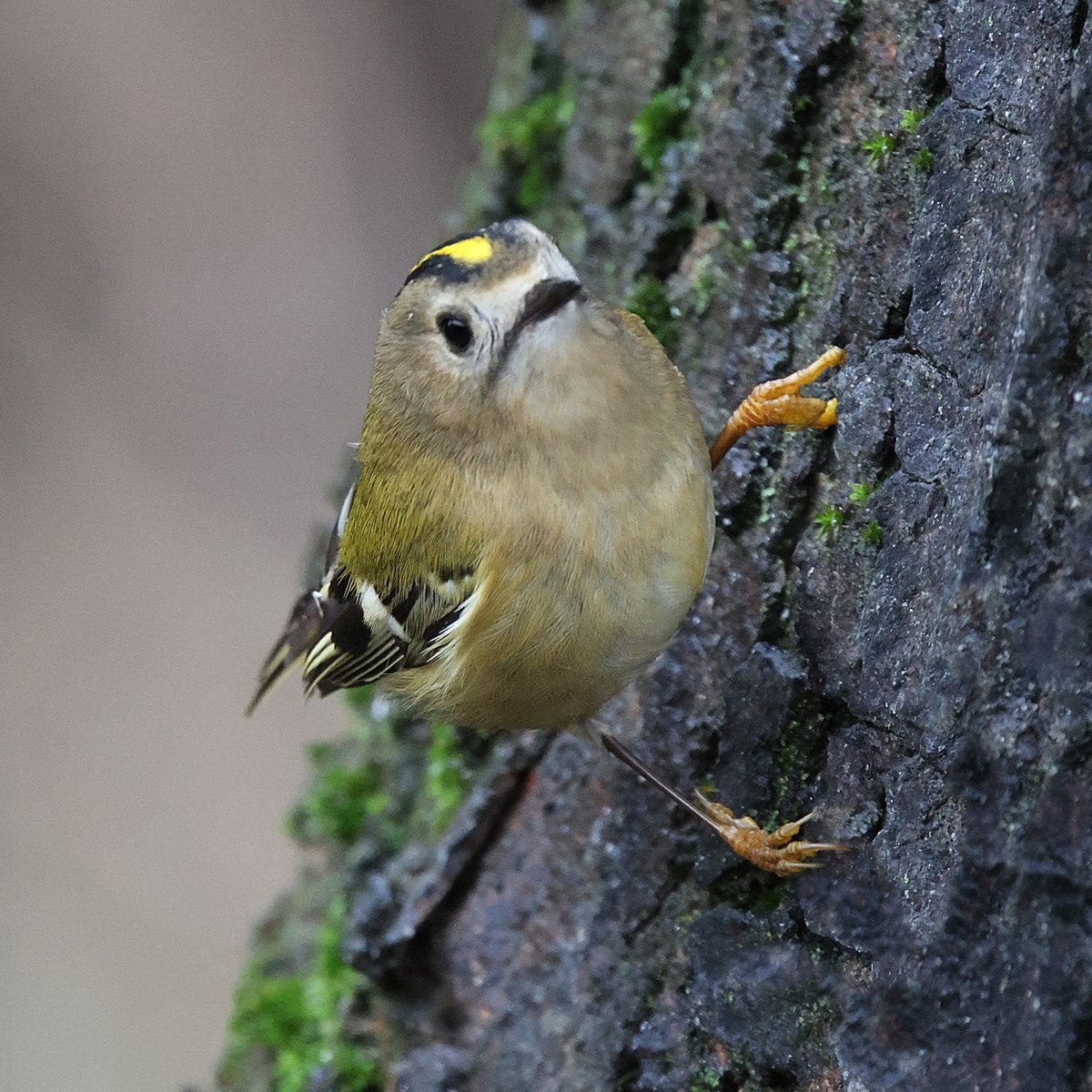 From the garden hide
on a very wet Sunday afternoon.

Goldcrest (Regulus regulus) on Sycamore bark.

<a href="/Natures_Voice/">RSPB</a> <a href="/CumbriaBirdClub/">Cumbria Bird Club</a> <a href="/BirdGuides/">BirdGuides</a>