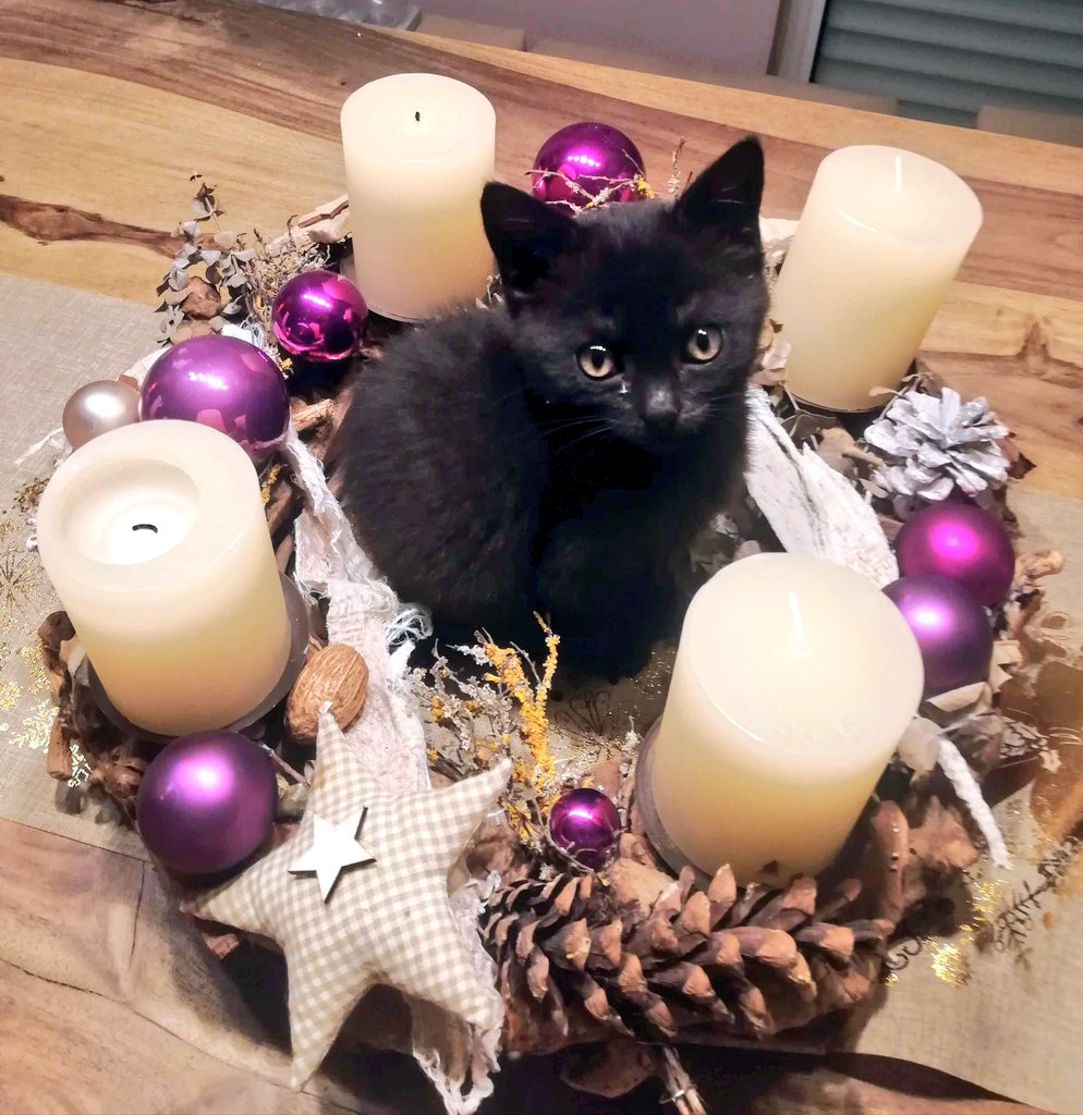 Mit diesem Bild aus 2020 wünscht euch die, die sich nur ungern  fotografieren lässt, einen schönen 2. Adventssonntag 🥰✨️, image size:994x1024