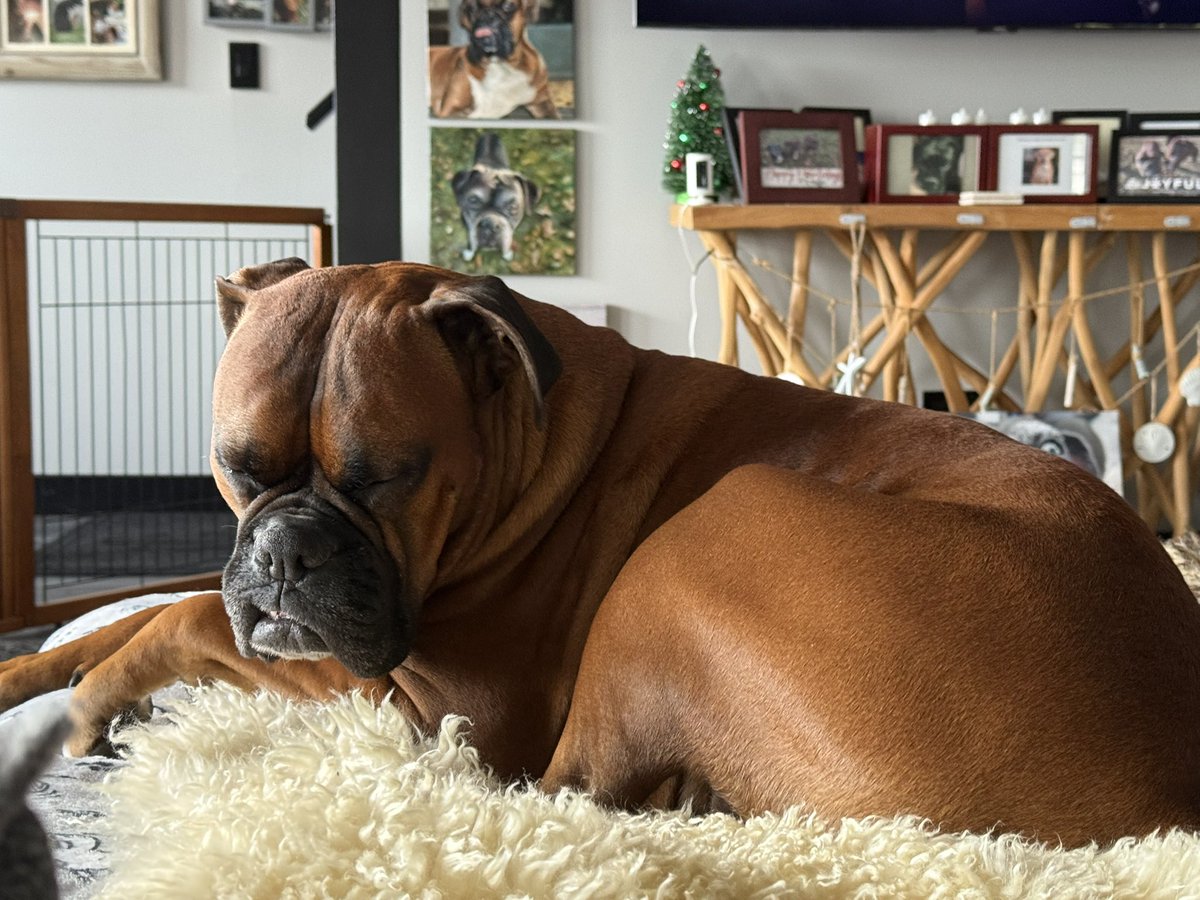 Zeus falling asleep but trying not to! He had a busy morning.  

#boxerpuppy #boxerdogs #boxerlife 
#boxerlovers #boxersrock #boxersoftwitter #boxerdogsoftwitter #dogsoftwitter #dogsofx