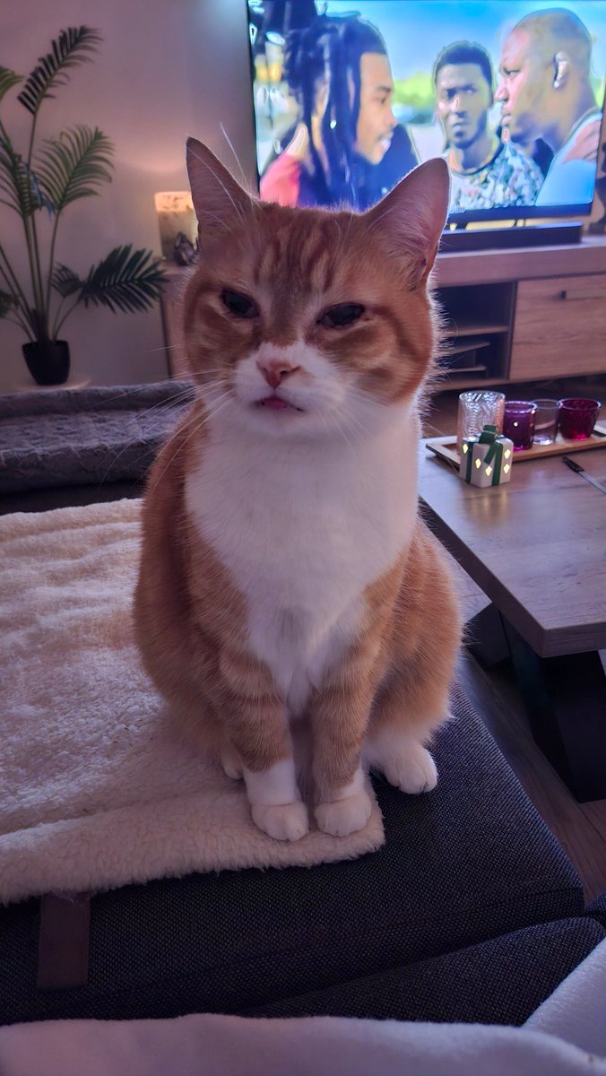 daantje_020's tweet image. Mag ik ook een hapje🥰🥰
#cats #Irresistible #James #CatsOnX