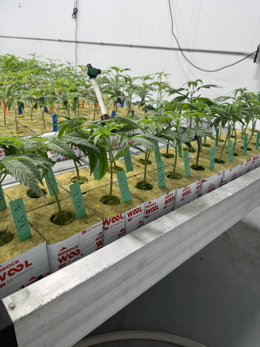 Yellowthumb tweet media