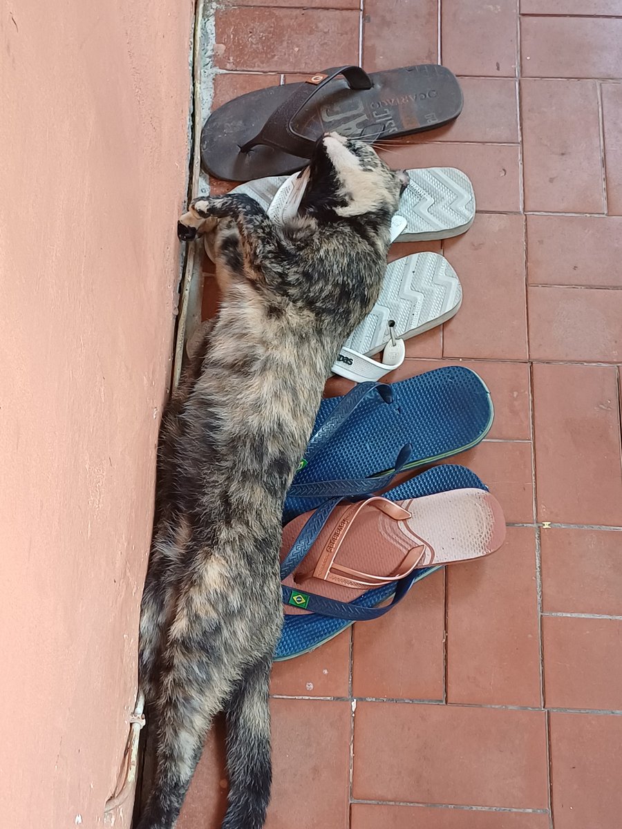parece que a gata ta deasovada