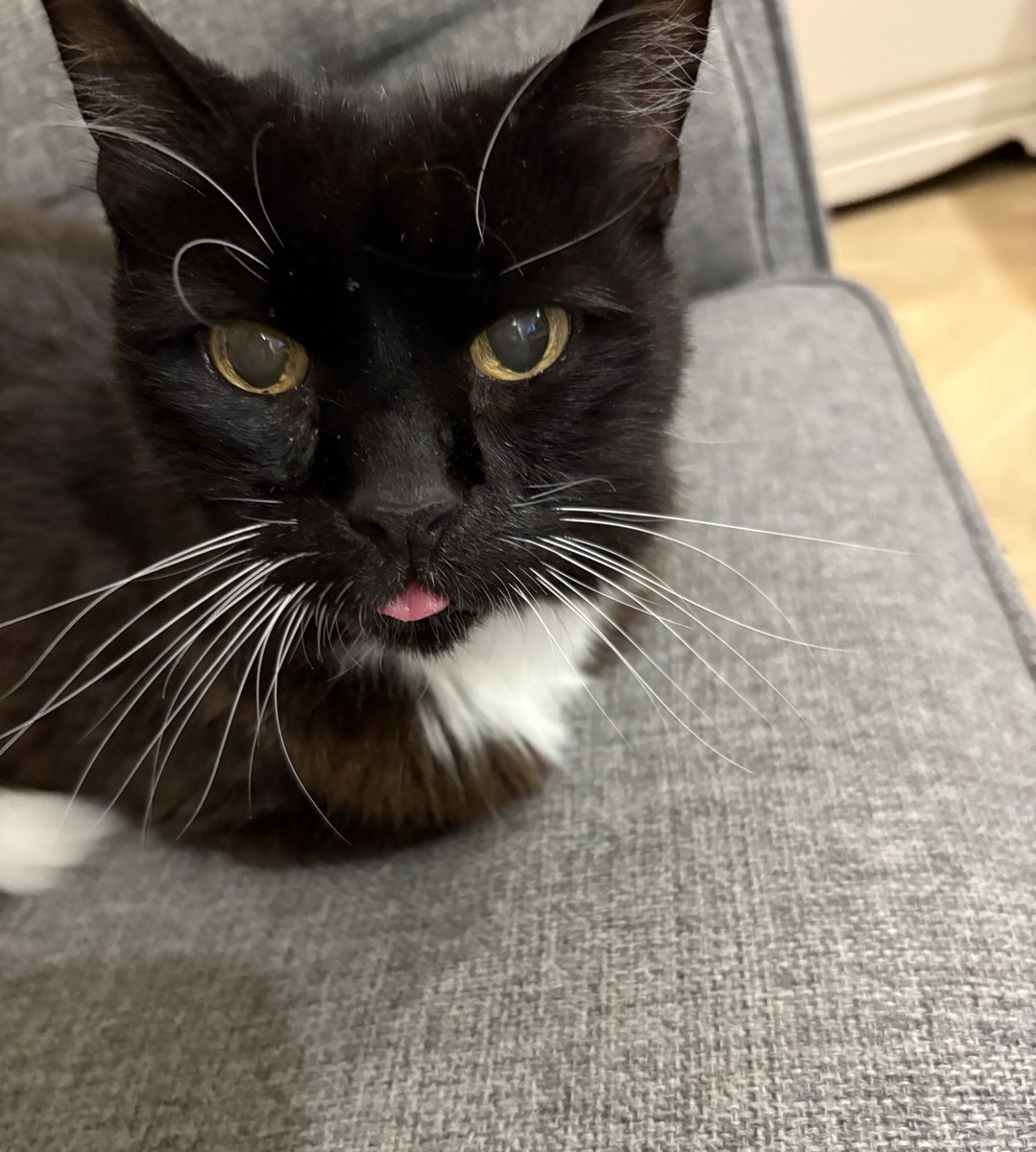 jadedbox's tweet photo. my silly boy https://t.co/4yxFOU4ePC