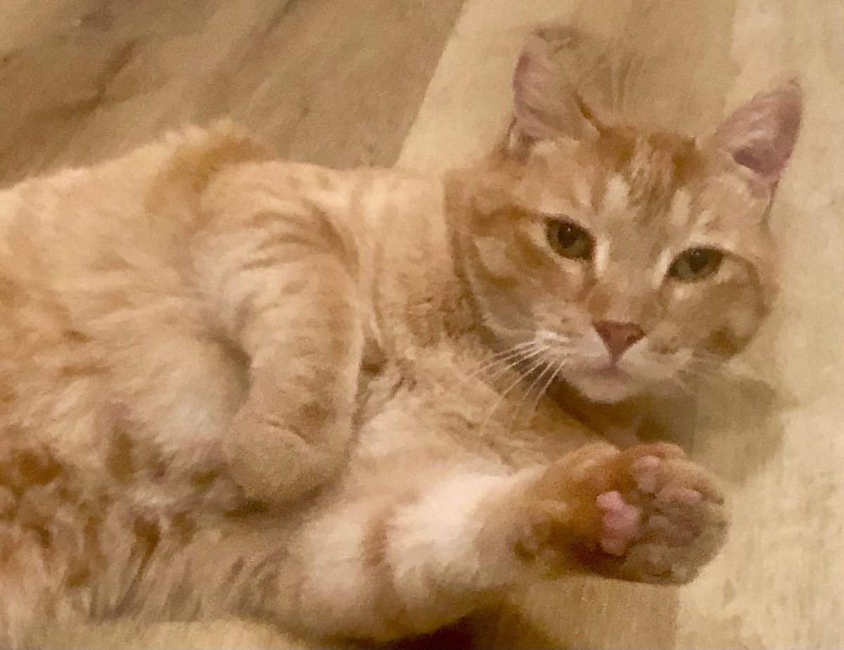 RowenaRavenVT's tweet image. My childhood cat Aiden passed this morning. I got this Halloween art a few years ago and its meant to be him. I'm struggling to deal with it honestly, no pet loss has hit me this hard. But I know I'll be okay eventually, and will see him again someday. 🤍

🎨 Angstowo