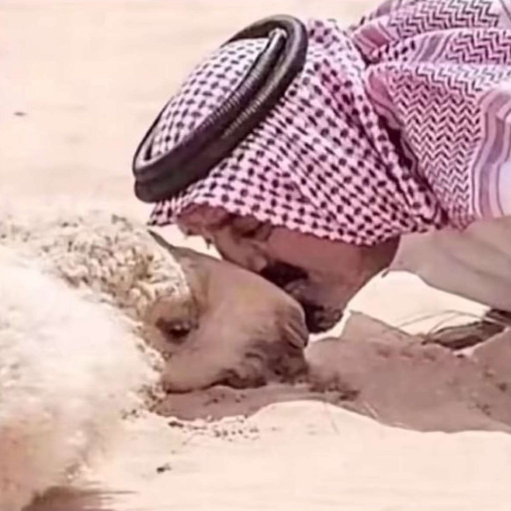 من كثر تقديرها حتى عيال الملوك 
ترخي بهاماتها و تحب حيرانها