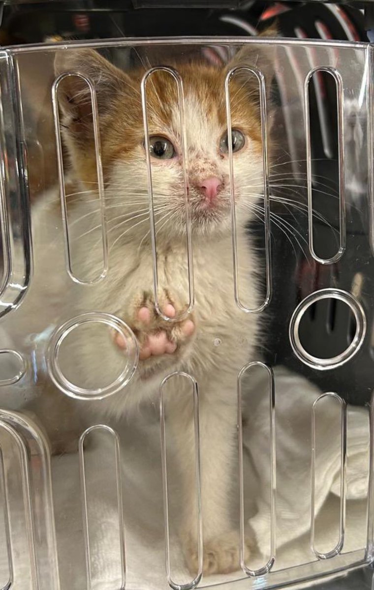 Bu neee! 😀 Markete saklanıp yakalanan bebeğe bakın! Yuva aranıyor. İzmir’de. İletişim: <a href="/MarvelMacka/">Marvel & Maçka</a>