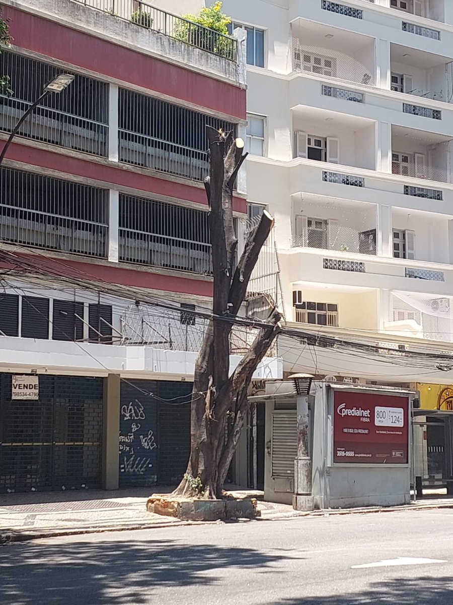 belom4tt's tweet image. cortaram a árvore do meu ponto de ônibus faltando 15 dias pra começar o verão, puta que pariuuuu