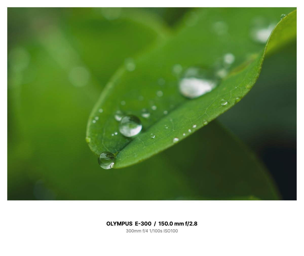 force_s's tweet photo. 雫|2
https://t.co/Uqoq0tc9Fj
#Olympus #E300 #SIGMA #SIGMA150macro #フォーサーズ https://t.co/FXZjgtEFXS