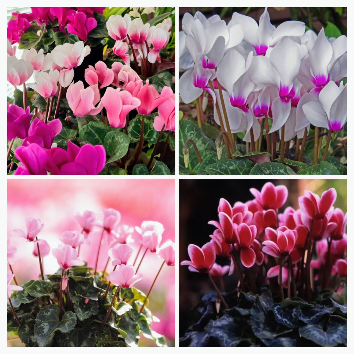 🍒✨のん✨🍒のんちゃん❤︎ポスト📮見てね🍀 (@auUuF4SrC9SuGMY