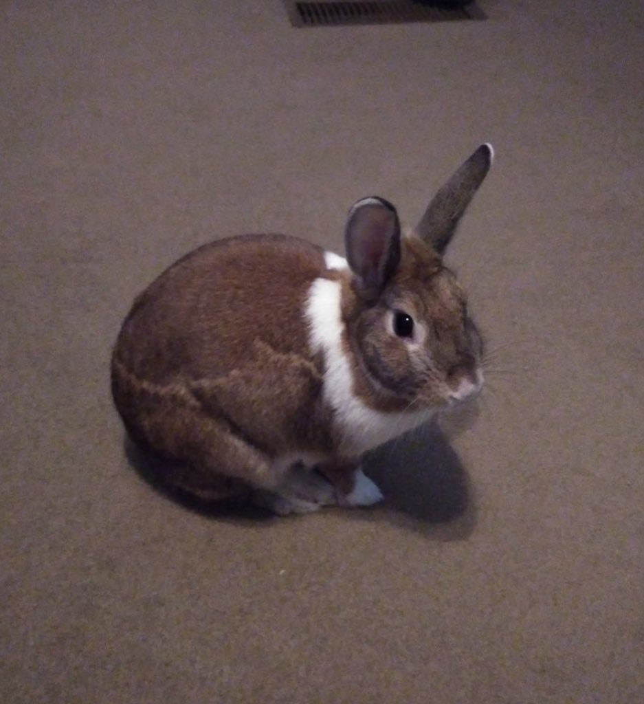 Change of plans. Anything donated to this will be used towards a vet/ potential treatment for Teddy.

She’s been unwell lately, enough to make me worry. So I want to take her there to get her looked over.

If it’s nothing that’s fine, but I REALLY don’t want to take risks.