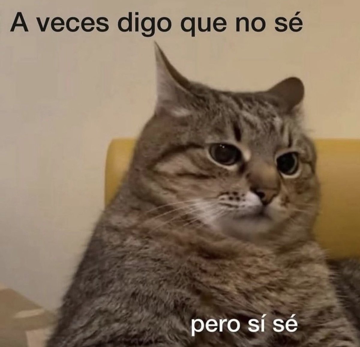 DiloConGatitoz's tweet image. 